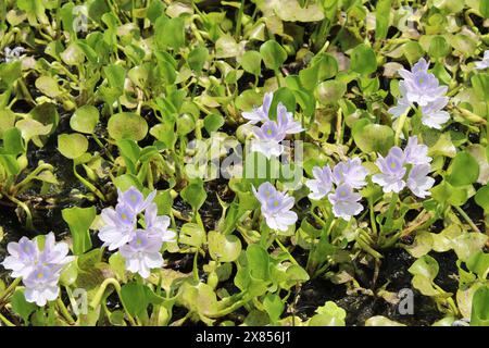 Belle beauté de la nature fleur de jacinthe d'eau commune. Banque D'Images