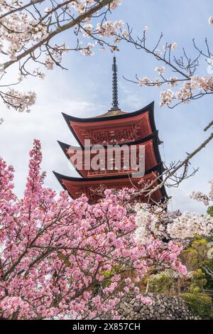 Pagode à cinq niveaux au sanctuaire Itsukushima Toyokuni (Senjokaku). Fleur de cerisier pleine floraison au printemps sur l'île de Miyajima, Hiroshima, Japon. Banque D'Images