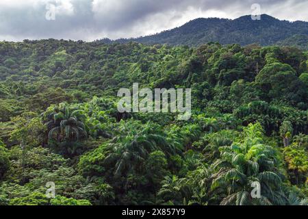 Vue aérienne de la jungle tropicale immaculée au Venezuela, avec des collines et une forêt tropicale verte luxuriante, avec un ciel nuageux et brumeux sur la forêt amazonienne. Banque D'Images