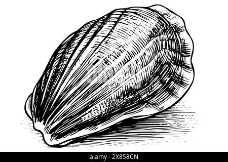 Coquille gravée dans le style dessiné à la main sur fond blanc. Esquisse vectorielle. Illustration de Vecteur