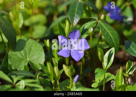 Bleu pervenche Vinca fleurs de printemps dans la forêt Banque D'Images