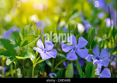 Pervenkle Vinca bleu fleurs de printemps dans la lumière du soleil Banque D'Images