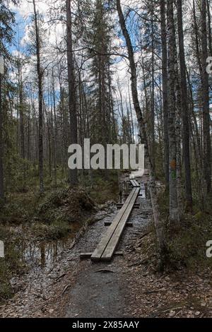 Duckboards sur la piste des rapides de Myllykoski dans la forêt par temps nuageux de printemps, parc national d'Oulanka, Kuusamo, Finlande. Banque D'Images
