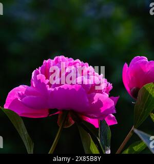 Pivoine rouge commune en été - (Paeonia Officinalis) Banque D'Images