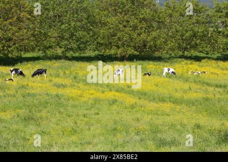 jeunes veaux tachetés noirs et blancs dans une prairie verte d'été avec des papillons jaunes Banque D'Images