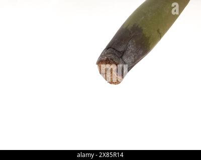 Tige endommagée d'une plante Zamioculcas Zamiifolia isolée sur fond blanc Banque D'Images