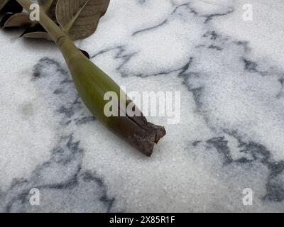 Tige endommagée d'une plante Zamioculcas Zamiifolia isolée sur fond de marbre Banque D'Images