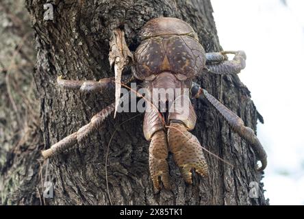 La noix de coco ou le crabe voleur a abandonné une vie marine et est habile à grimper aux arbres ainsi qu'à ramper sur la terre ferme. Ce sont les plus grands ermites Banque D'Images