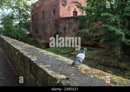 Pigeon assis sur le mur devant le château historique de Casimir à Kaiserslautern, Allemagne Banque D'Images