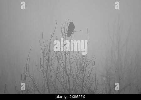 Silhouette d'un Crow perché dans un arbre un jour d'hiver brumeux. Comté de Durham, Angleterre, Royaume-Uni. Banque D'Images