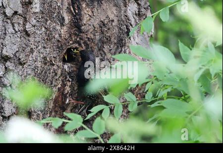 Natur 17.05.2024, Ostramondra, Starenmutter / Star Sturnus vulgaris fuettert ihre Jungen in einer Baumhoehle mit Wuermern und Raupen *** nature 17 05 2024, Ostramondra, mère étournée Sturnus vulgaris nourrit ses petits dans un creux d'arbre avec des vers et des chenilles Banque D'Images