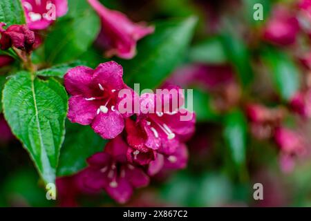 Weigela florida bristol rubis, fleurs, caprifoliaceae Banque D'Images