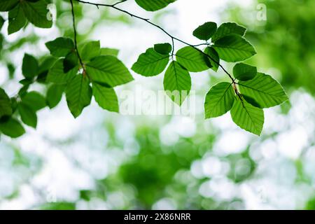 Des feuilles de hêtre vert éclatantes ornent la forêt au milieu de l'été, créant une verrière luxuriante au-dessus de la tête. Arrière-plan de la nature Banque D'Images