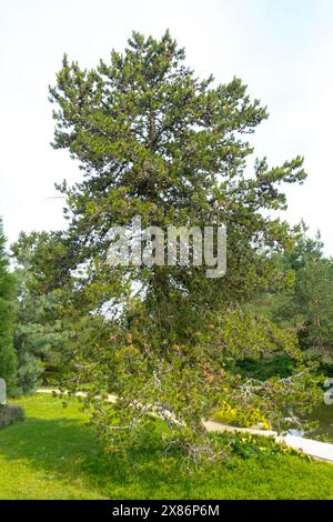 PIN de Lodgepole Pinus contorta Banque D'Images