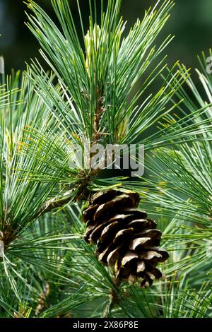 Pin macédonien Pinus peuce, pin balkanique en cône Banque D'Images