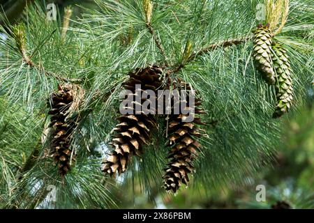 Cônes de pin blanc mexicain, Pinus ayacahuite Banque D'Images