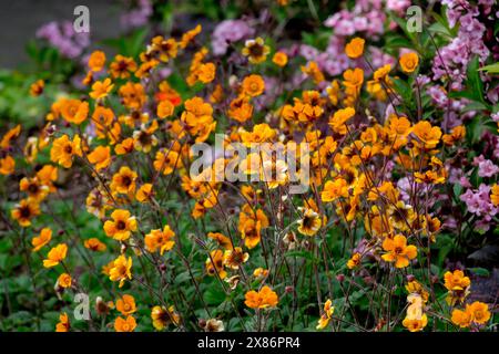 Orange, Avens, Geum 'Carlskaer' ou 'Karlskaer' Banque D'Images