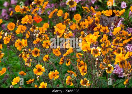 Orange, Avens, Geum 'Karlskaer' ou 'Carlskaer' Banque D'Images