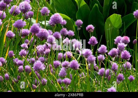 Ciboulettes de jardin, Alium schoenoprasum Banque D'Images