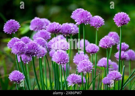 Ciboulette de jardin, Alium schoenoprasum Banque D'Images