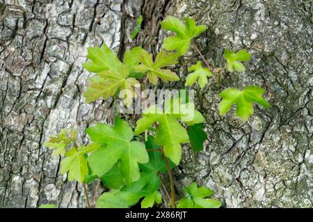 Acer campestre quitte la texture de l'écorce d'érable des champs Banque D'Images