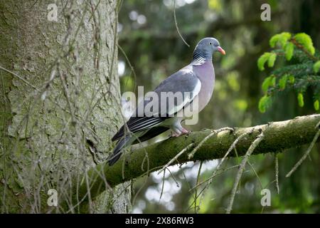 Palumbus Common Wood Pigeon Columba perché sur une branche Banque D'Images