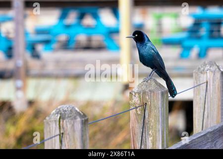 Un bateau - queue Crackle Roost sur un poteau en bois à Shem Creek Park à Mount Pleasant, Caroline du Sud, États-Unis Banque D'Images