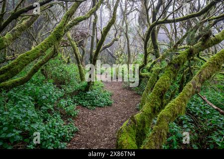 Forêt de Laurel avec sentier de randonnée Sendero de la Llania sur l'île Canaries d'El Hierro Banque D'Images