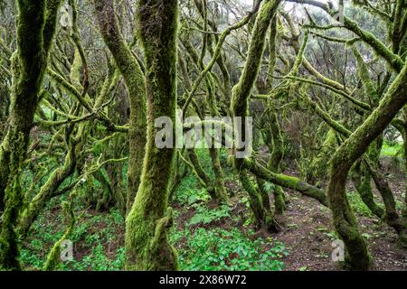 Forêt de Laurel sur l'île Canaries d'El Hierro Banque D'Images