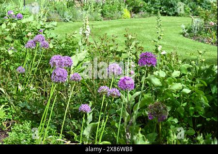 Alliums et gants de foxgant entourant une pelouse rayée dans le jardin de la propriété du National Trust Basildon Park May Banque D'Images