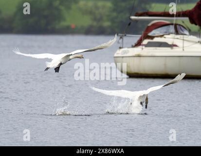 Cygne muet mâle, Cygnus olor pourchassant un oiseau rival sur le lac Windermere, Ambleside, Lake District, Royaume-Uni. Banque D'Images