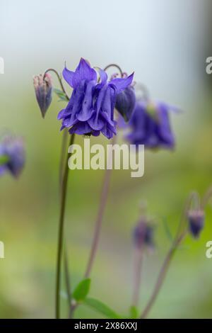 Double colonne bleue violette. Aquilegia vulgaris 'double Violet Blue' également connu sous le nom de Grannys Bonnet et Crowfoot. Banque D'Images