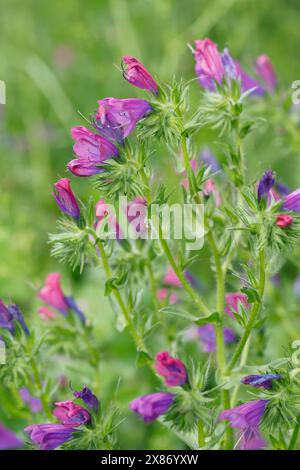 Wegerichblättriger Natternkopf, Wegerich-Natternkopf, Echium plantagineum, Purple Viper's bugloss, Patterson's Curse, salut Jane, la Vipérine fausse Banque D'Images