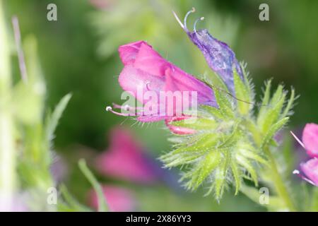 Wegerichblättriger Natternkopf, Wegerich-Natternkopf, Echium plantagineum, Purple Viper's bugloss, Patterson's Curse, salut Jane, la Vipérine fausse Banque D'Images