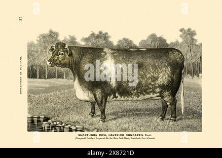 Illustration de vache. Dessin d'encre vintage sur un fond beige. Circa 1880 Banque D'Images