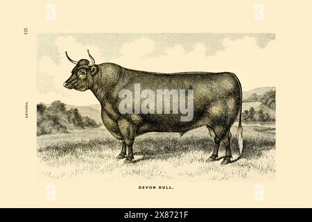 Illustration Bull. Dessin d'encre vintage sur un fond beige. Circa 1880 Banque D'Images