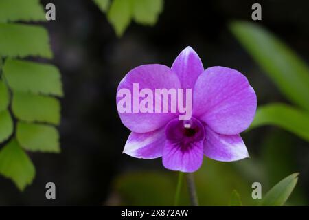 Gros plan d'une orchidée à Lautoka, Fidji, Pacifique Sud.. Banque D'Images