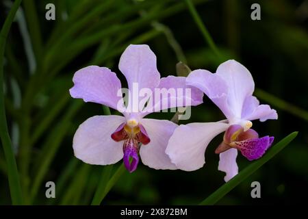 Gros plan d'une orchidée à Lautoka, Fidji, Pacifique Sud.. Banque D'Images
