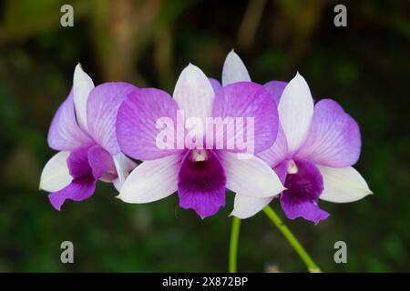 Gros plan d'une orchidée à Lautoka, Fidji, Pacifique Sud.. Banque D'Images