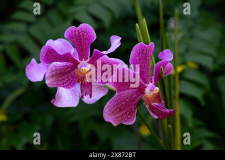 Gros plan d'une orchidée à Lautoka, Fidji, Pacifique Sud.. Banque D'Images