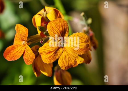 Gros plan de fleurs orange et jaunes vibrantes en pleine floraison avec un fond vert flou. Banque D'Images