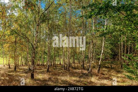 Arbres dans le parc national du Harz, hêtres, randonnée, Hexenstieg Banque D'Images