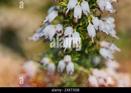 Gros plan de fleurs blanches en forme de cloche avec des pointes roses sur une tige verte, probablement un type de bruyère ou de plante erica, avec un fond flou. Banque D'Images