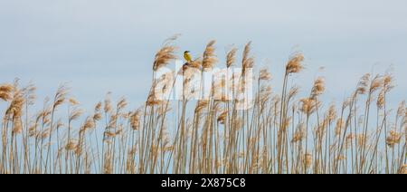 Photo panoramique avec des roseaux secs sur fond de ciel bleu et un petit oiseau jaune au centre. Banque D'Images