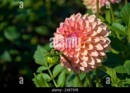 Fleur de Dahlia Gglorieux en gros plan. Une fleur d'automne Dahlia sur un lit de fleurs dans le jardin. Copier l'espace. Mise au point sélective. Banque D'Images