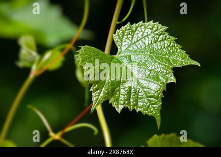 Jeune feuille d'un raisin sauvage en gros plan, vue de la structure des feuilles, arrière-plan flou Banque D'Images