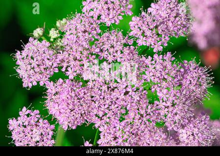 Gros plan d'un groupe de fleurs roses vibrantes en pleine floraison sur un fond vert flou. Banque D'Images