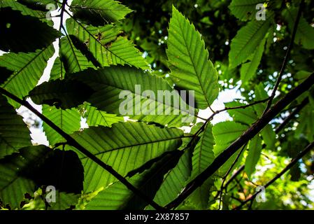 Gros plan d'un hérisson châtaignier Castanea sativa encore vert sur l'arbre photographié avec les feuilles vertes au printemps d'un châtaignier dans les bois dedans Banque D'Images