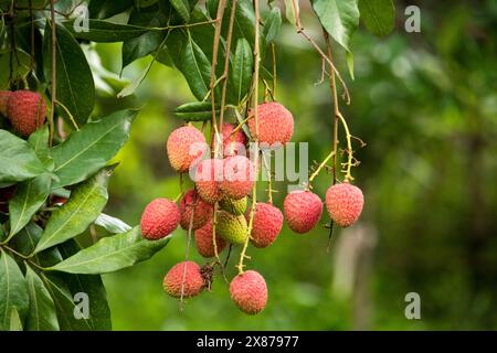 Fruits frais de litchis mûrs accrochés sur le lychis dans le jardin de plantation. Gros plan sur les fruits des lychis. Banque D'Images