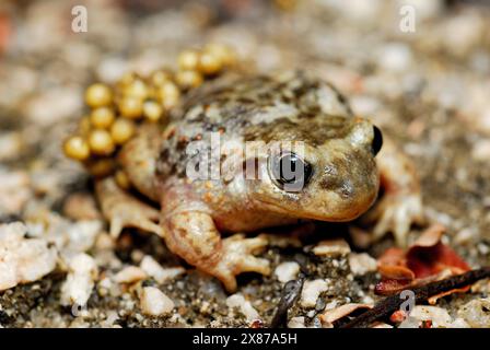 Crapaud de sage-femme (Alytes cisternasii) dans un étang de Valdemanco, Madrid, Espagne Banque D'Images